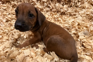 rhodesian-ridgeback-puppies-yellow-02-for-sale rhodesian ridgeback puppies yellow for sale