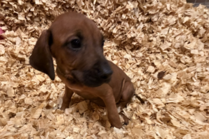 rhodesian-ridgeback-puppies-yellow-03-for-sale rhodesian ridgeback puppies yellow for sale