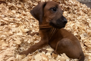 rhodesian-ridgeback-puppies-yellow-04-for-sale rhodesian ridgeback puppies yellow for sale