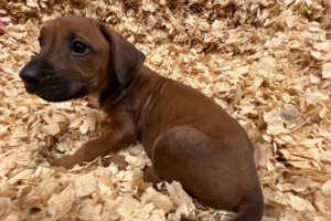 rhodesian-ridgeback-puppies-yellow-05-for-sale rhodesian ridgeback puppies yellow for sale