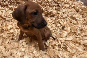 rhodesian-ridgeback-puppies-yellow-06-for-sale Female Rhodesian Ridgeback Puppy for sale near me