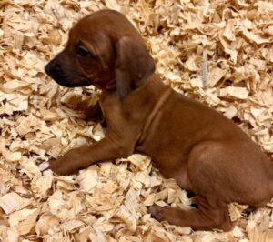 rhodesian+ridgeback+puppies+red rhodesian ridgeback puppies red
