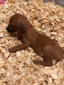 rhodesian+ridgeback+puppies+red1 rhodesian ridgeback puppies red