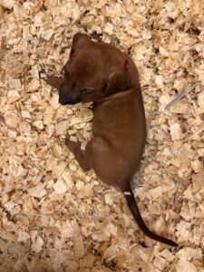 rhodesian+ridgeback+puppies+red2 rhodesian ridgeback puppies red