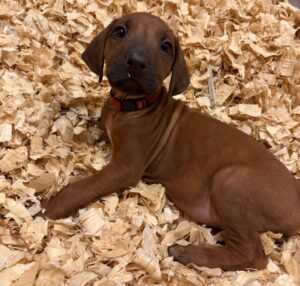 rhodesian+ridgeback+puppies+red3 rhodesian ridgeback puppies red