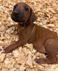 rhodesian+ridgeback+puppies+red4 rhodesian ridgeback puppies red