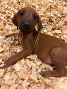 rhodesian+ridgeback+puppies+red5 rhodesian ridgeback puppies red