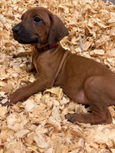 rhodesian+ridgeback+puppies+red6 rhodesian ridgeback puppies red